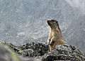 Profile Picture of Tatra marmoton Wikipedia