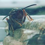 Profile Picture of Jeff Olsen (@arpsolus) on Instagram