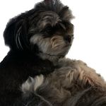 Profile Picture of Christina Pedigo (@pedigochristina) on Instagram