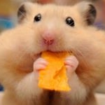 Хомяк - Instagram Profile Picture of Хомяк (@d.darakchyan) on Instagram