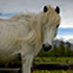 Profile Picture of Michelle Alice Parker (@drag0nfly*) on Flickr