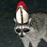 Profile Picture of Bryan Beauchamp (@racconman_) on Instagram