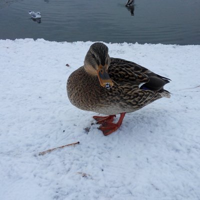 Profile Picture of Yu Chia Huang (北極熊ふふ) (@sirokumakoyuka) on Twitter