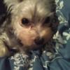 Profile Picture of Shawn Cornette (@@shawncornette) on Tiktok