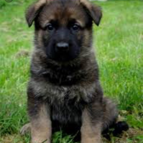 Profile Picture of Isabelle Bokern (@ibokern) on Poshmark