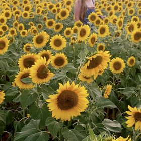 Profile Picture of Megan Chase (@meganchase) on Pinterest