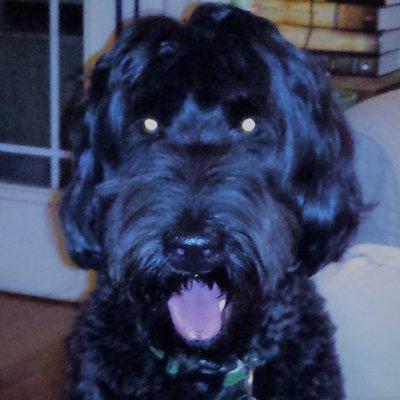 Profile Picture of Dane Schneider (@dinokalegreen) on Twitter