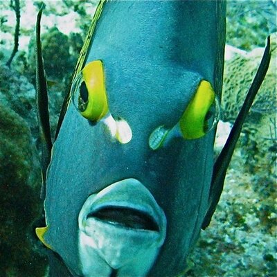 Profile Picture of Larry Rocha (@Diver_X) on Twitter