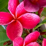 Profile Picture of Marilyn Martin (@peacedoves) on Flickr