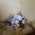 Profile Picture of Nicolas Grosso de Souza (@nicolas_grosso_de_souza) on Instagram