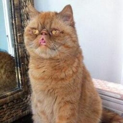 Profile Picture of Simon N (@simon_ngo) on Twitter