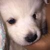 Profile Picture of PuppyMaster (@@angeljudgeaj) on Tiktok