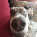 Profile Picture of Katie's Fields (@fieldstheenglishsetter) on Instagram