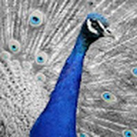 Profile Picture of Amine Mohamed (@amine-mohamed-108-1) on Quora