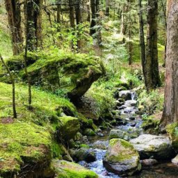 Profile Picture of David Cervini (@djcervini) on Poshmark