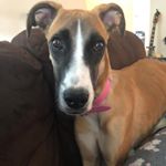 Profile Picture of Penny Anderson (@penny.the.pupster) on Instagram