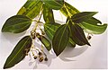 Profile Picture of Cinnamomum verumon Wikipedia