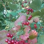 Profile Picture of Ірис Самсонов (@irissamsonov) on Instagram