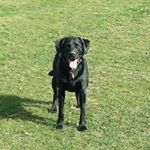 Profile Picture of Joanne Farrell Harling (@joanne.harling) on Instagram