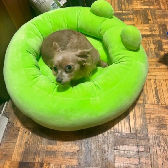 Profile Picture of Tyler Croft phillips (@shadow1000846) on Poshmark