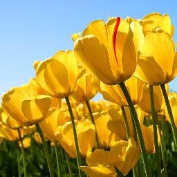 Profile Picture of Silpa Reddy (@silpareddy7) on Twitter