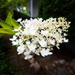 Profile Picture of Lisa Edman Hellberg (@lisaedmanhellberg) on Instagram