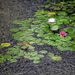 Profile Picture of Muhammad Shahzad (@m_shahzad) on Pinterest