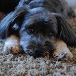 Cheri Trimble Vasas - Instagram Profile Picture of Cheri Trimble Vasas (@cheritvee) on Instagram