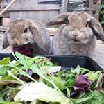 Profile Picture of Gary & Steve (@gaznste) on Instagram