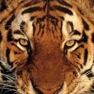 Profile Picture of Richard Benedetti (@richardbenedet3) on Twitter