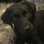 Profile Picture of Lynn Cargill (@ponys_and_puppies) on Instagram