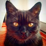 Profile Photo of Richard (@richard_best_cat_ever) on Instagram