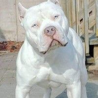 Profile Picture of Maxwell Scott (@maxwell-scott-27) on Quora