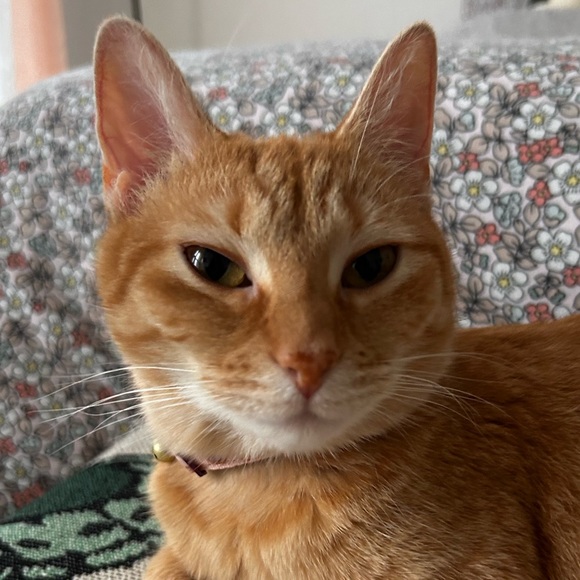 Profile Picture of Shah B (@mirishaheb) on Poshmark