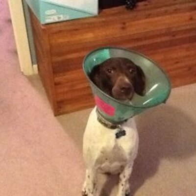 Profile Picture of Valerie Rapp (@RappValerie) on Twitter