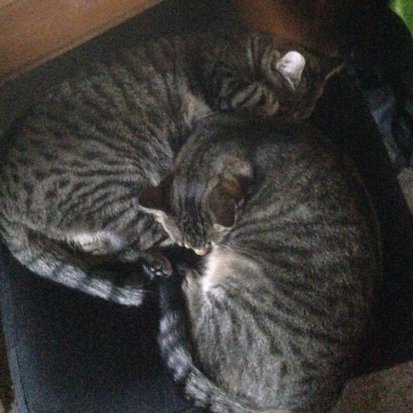 Profile Picture of Jennifer Mesaric (@jmesaric) on Poshmark