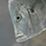 Profile Picture of Marcinski (@marcinski) on Flickr