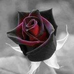 Profile Picture of Amys Myra Paz (@pazamys) on Instagram