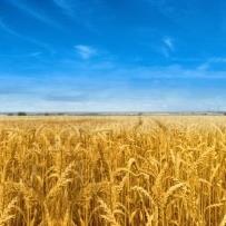 Profile Picture of Andrew Kerekes (@Andrew-Kerekes) on Facebook