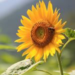 Profile Picture of A Raymond (@adray2006) on Instagram