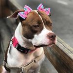 Me Chamo 🍩Nutella🍩🐶🌺. - Instagram Profile Picture of Me Chamo 🍩Nutella🍩🐶🌺. (@nutellapitlinda) on Instagram