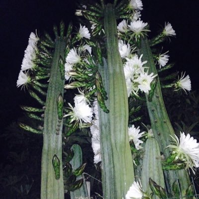 Profile Picture of Andres Irigoyen (@andres_irigoyen) on Twitter