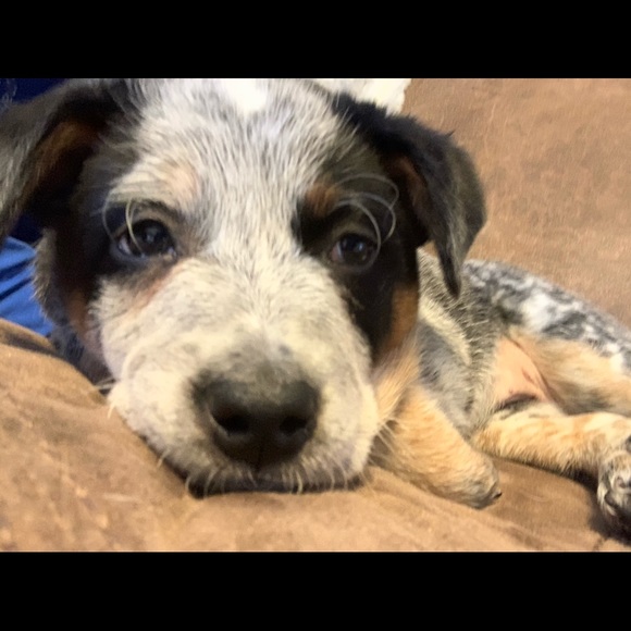 Profile Picture of Rob Stultz (@stultzie) on Poshmark