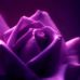 Profile Picture of Josephine Nesbit (@josephine.nesbit.9) on Facebook