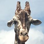 Profile Picture of Kyle Spears (@okyleso) on Instagram