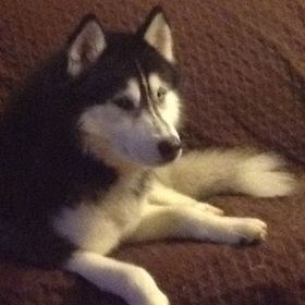 Profile Picture of Vanessa Walters (@nessa061) on Pinterest