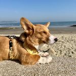 Profile Photo of Ryder The Corgi (@corgiryder) on Instagram