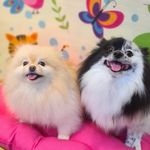 Profile Picture of Tiffany & Kylie (@tiffany.diniz) on Instagram