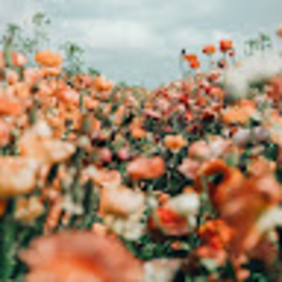 Profile Picture of Darrian Anderson (@anderdar71008) on Poshmark