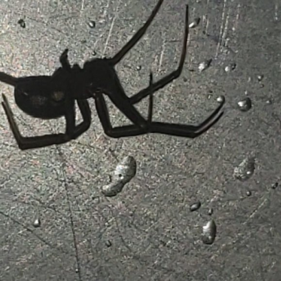 Profile Picture of Lucas Roman (@humdinger69) on Poshmark